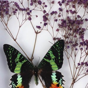 Papillons Urania Ripheus et Gypsophile violet H19 x H25