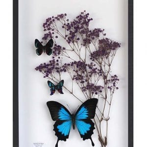 Papillon Papilio Ulysses et Gypsophilie Violet 26X39