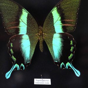 Papillon Papilio  Blumei H18 x H15