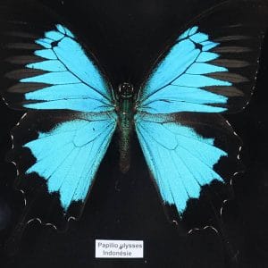 Papillon Papilio  Ulysses H18 x H15