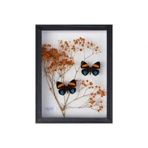 Papillons Callicore Aegina (2) et Gypsophilie Orange H23 x H18