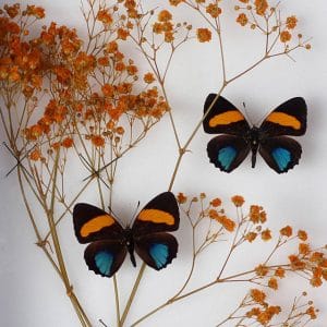 Papillons Callicore Aegina (2) et Gypsophilie Orange H23 x H18