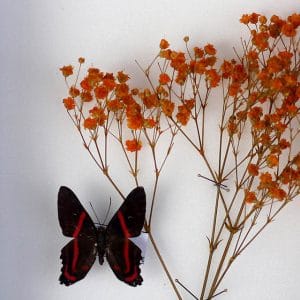 Papillons Ancyluris Melobeus et-Gypsophilie Orange H23 x H18