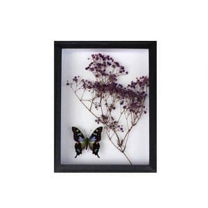 Papillon Graphium Weiskei et Gypsophile violet H23 x H18