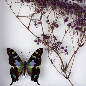 Papillon Graphium Weiskei et Gypsophile violet H23 x H18