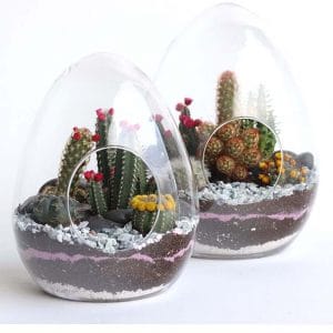 Terrariums OVALIDE Cactus