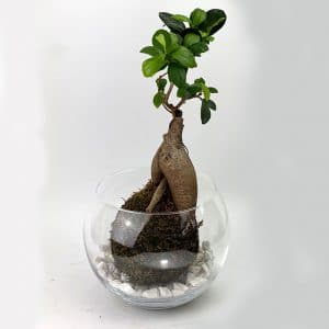 Kokedama Globe Ø20 avec un Ficus Ginseng