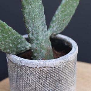Cactus Opuntia H40 et son cache pot serax Ø12 H14