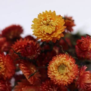 Helichrysum natural orange fleurs séchées