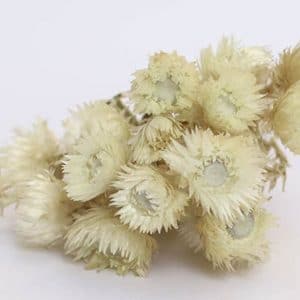 Helichrysum vestitum natural fleurs séchées
