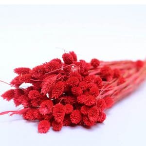 Phalaris red natural fleurs séchées