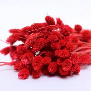 Phalaris red natural fleurs séchées