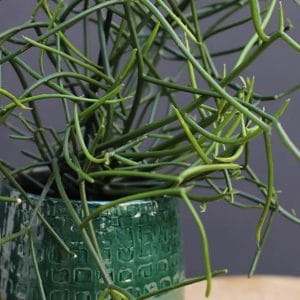 Euphorbia H30 et son cache pot vert Ø H