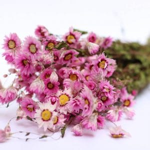 Rhodanthe natural pink fleurs séchées
