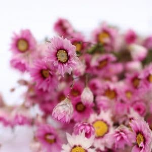 Rhodanthe natural pink fleurs séchées